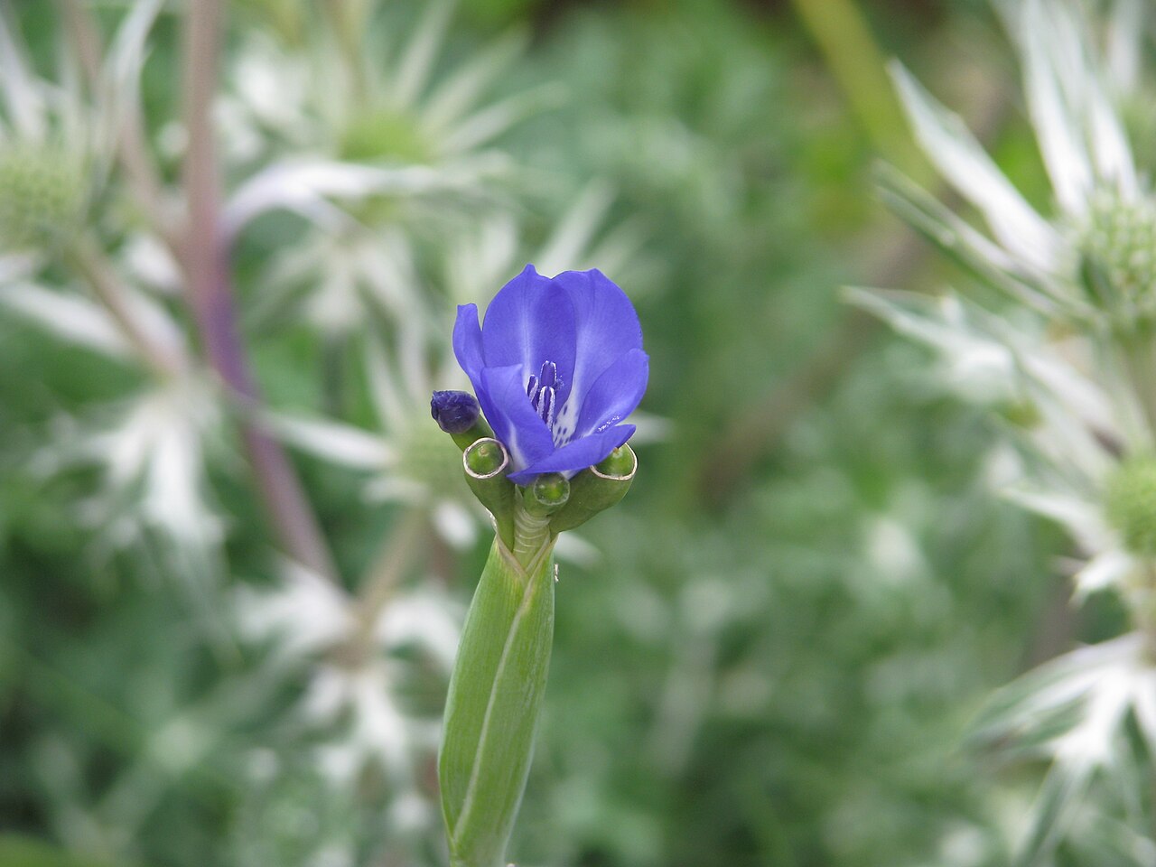 Gelasine elongata: Like their relatives the Tigridias, the flowers only last a morning but they keep on coming...