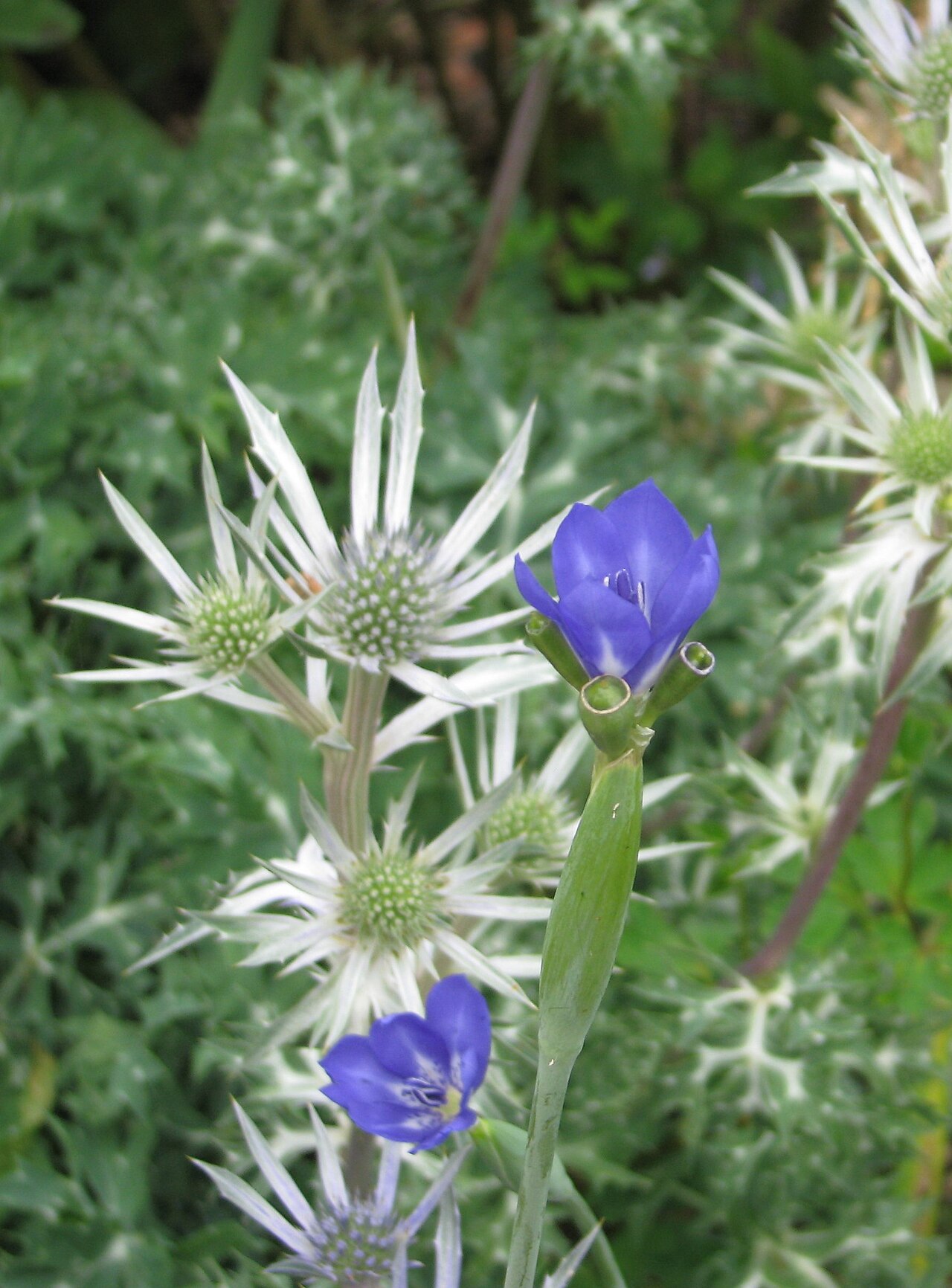 Gelasine elongata: Sent out as seed of G.caerulea by the AGS. I'm coming to the opinion that about half of what the AGS and HPS send out in their seed exchanges is wrongly labelle
