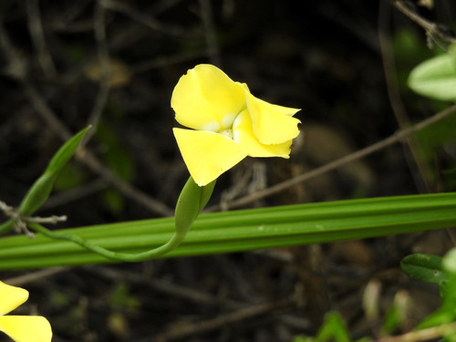 Gelasine goodspeediana (Gelasine goodspeediana)