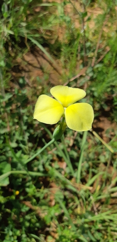 Gelasine goodspeediana (Gelasine goodspeediana)