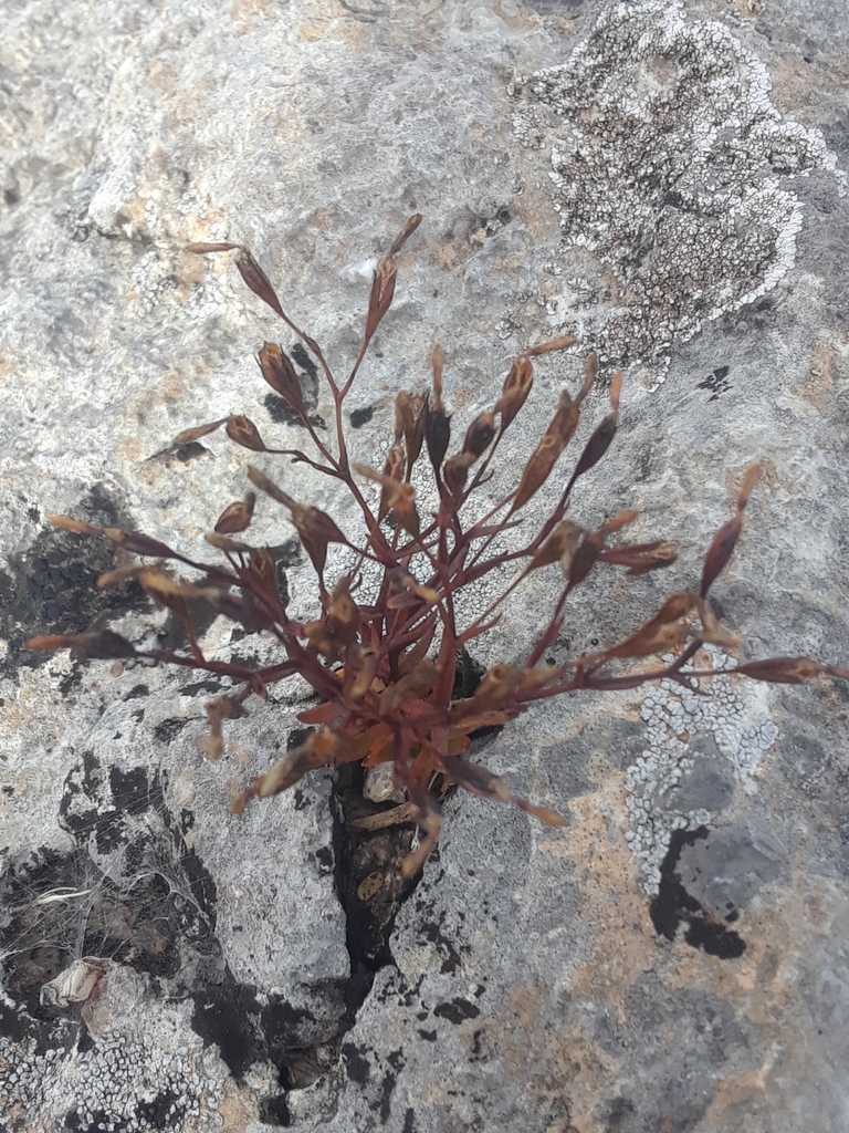 Geniostemon schaffneri (Geniostemon schaffneri)