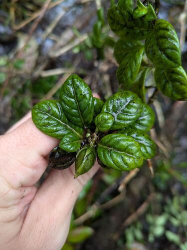 Kamakahala lau li'i (Geniostoma waialealae)