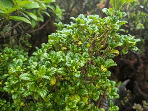 Kamakahala lau li'i (Geniostoma waialealae)