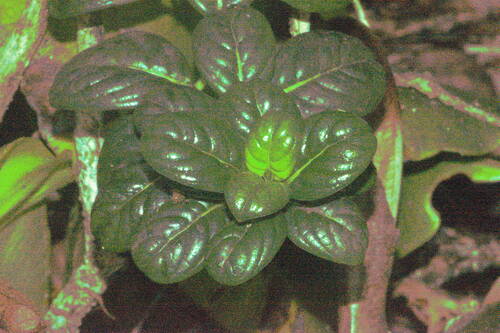 Kamakahala lau li'i (Geniostoma waialealae)