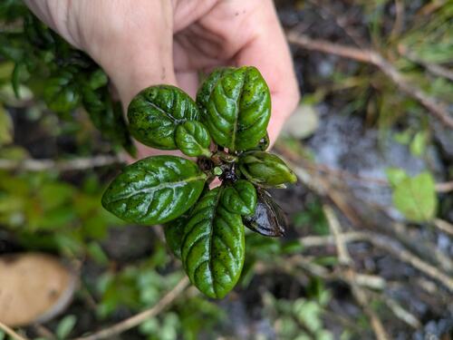 Kamakahala lau li'i (Geniostoma waialealae)