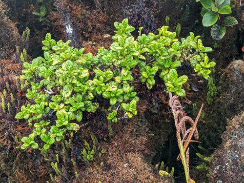 Kamakahala lau li'i (Geniostoma waialealae)