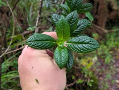 Kamakahala lau li'i (Geniostoma waialealae)