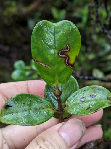 Kamakahala lau li'i (Geniostoma waialealae)