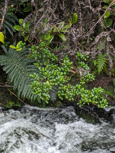 Kamakahala lau li'i (Geniostoma waialealae)