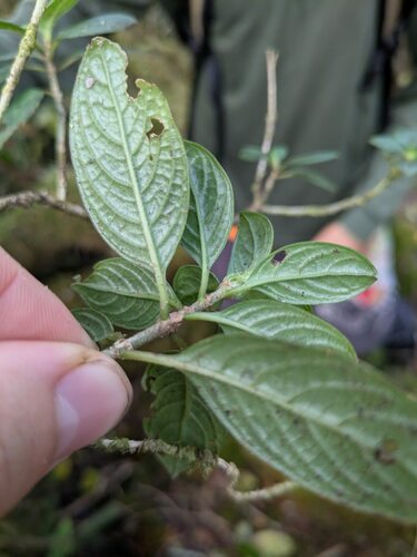 Kamakahala lau li'i (Geniostoma waialealae)