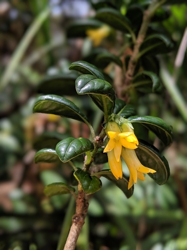 Kamakahala lau li'i (Geniostoma waialealae)