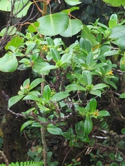 Nevada peavine (Geniostoma waiolani)