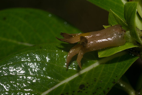 Nevada peavine (Geniostoma waiolani)