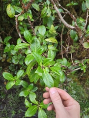 Nevada peavine (Geniostoma waiolani)