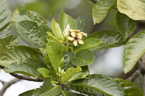 Jagua (Genipa americana)
