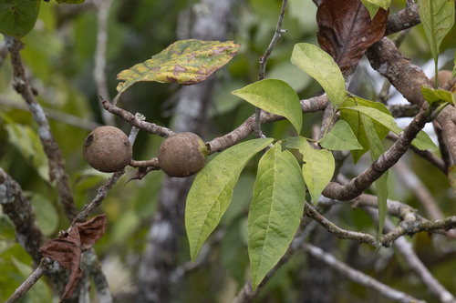 Jagua (Genipa americana)