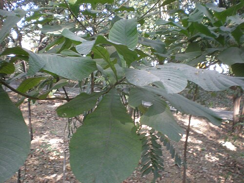 Jagua: Jardín Botánico Faustino Miranda, Tuxtla Gutiérrez, Chiapas, México.
