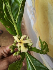 Jagua (Genipa americana)