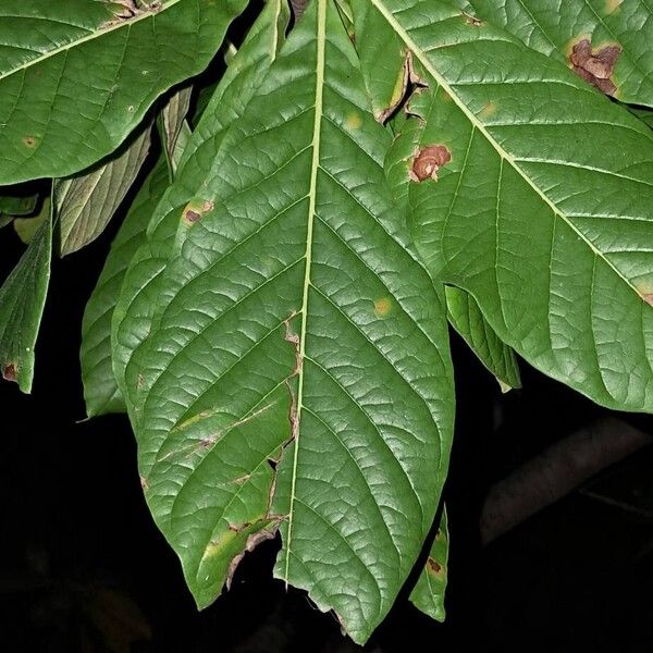 Jagua (Genipa americana)