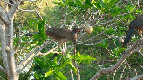 Jagua (Genipa americana)