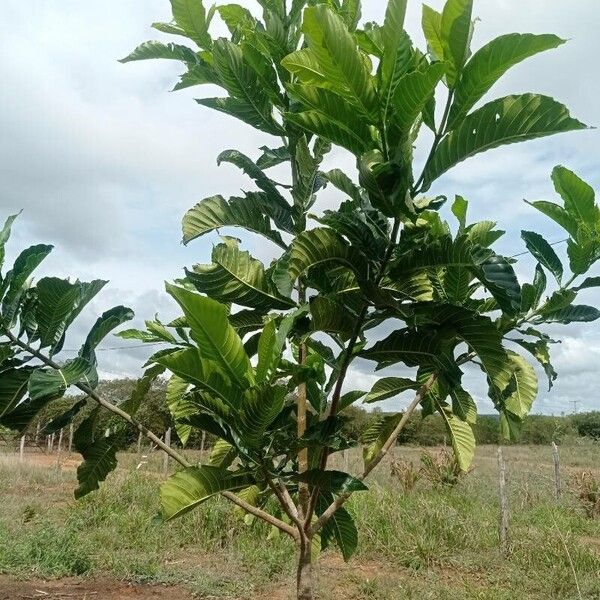 Jagua (Genipa americana)
