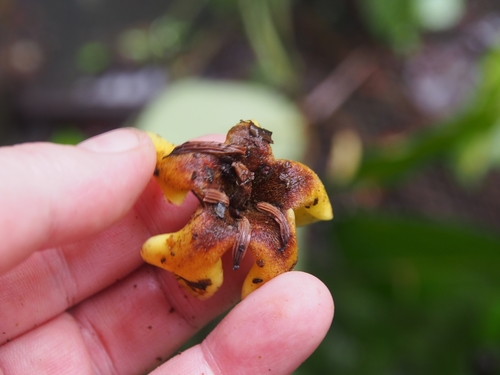 Jagua (Genipa americana)