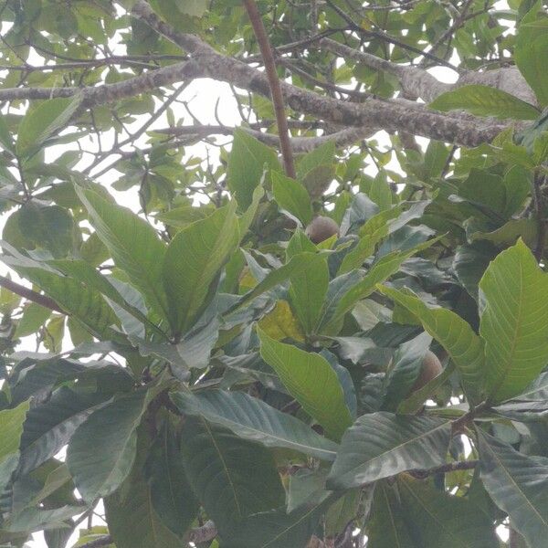 Jagua (Genipa americana)