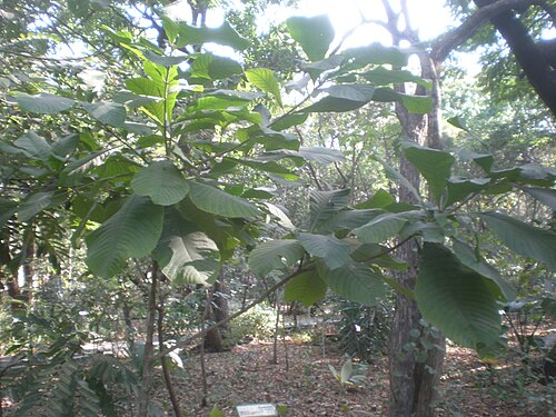 Jagua: Jardín Botánico Faustino Miranda, Tuxtla Gutiérrez, Chiapas, México.