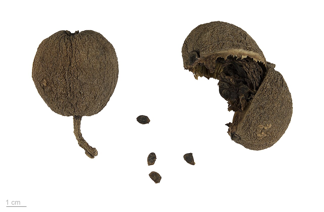 Genipa spruceana: Genipa spruceana , fruits and seeds