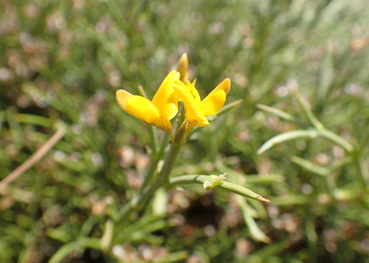 Genista acanthoclada: Genista acanthoclada in Drimiskos, Crete, Greece