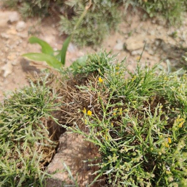 Genista acanthoclada (Genista acanthoclada)