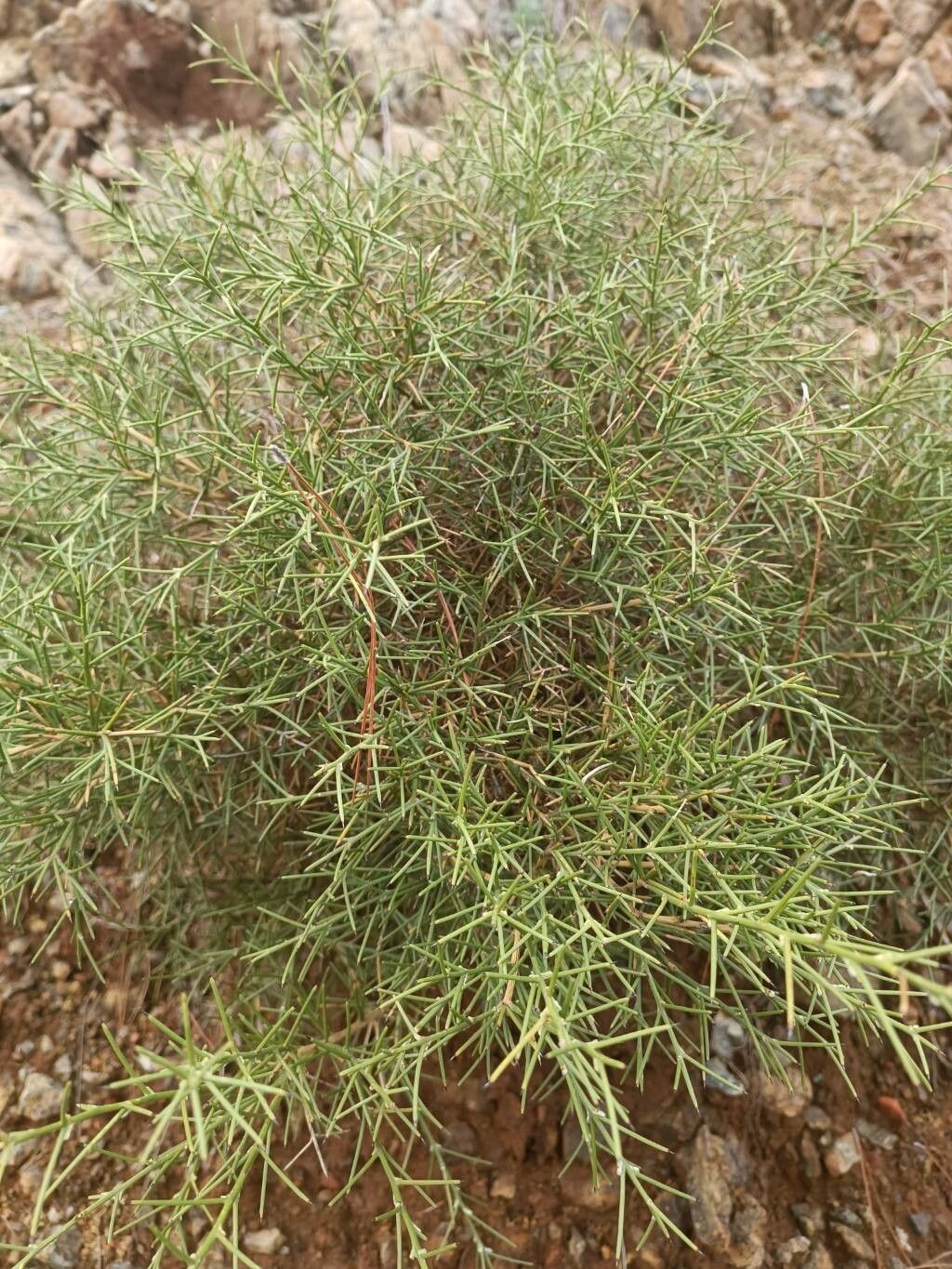 Genista acanthoclada (Genista acanthoclada)