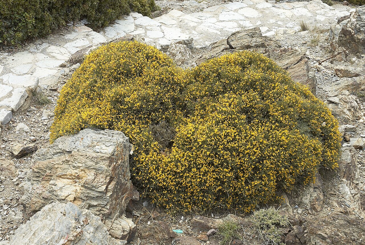 Genista acanthoclada: Genista acanthoclada (determined from book Wild Flowers of Crete ISBN 9608227771 ). Photo taken in Vai, Crete Camera location 35° 15′ 10.9″ N, 26° 15′ 56.7″ E V