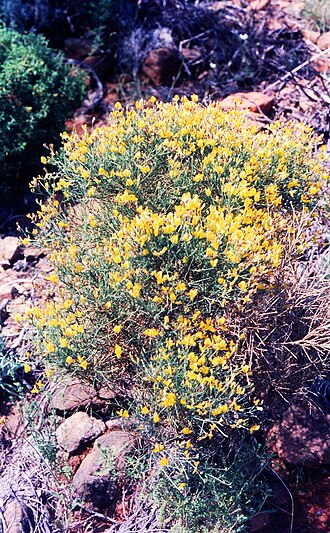 Genista acanthoclada: Fabaceae, Dorniger Ginster, Türkei 1997 Photo: U.Schmidt