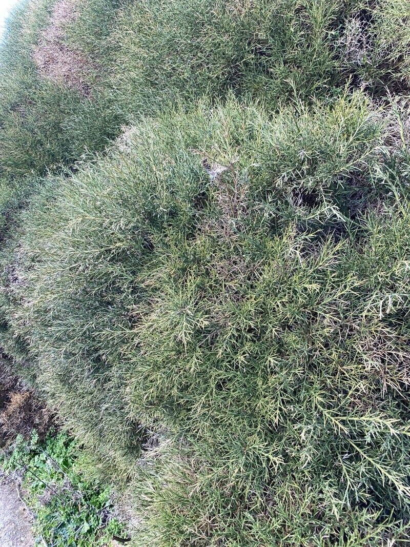 Genista acanthoclada (Genista acanthoclada)