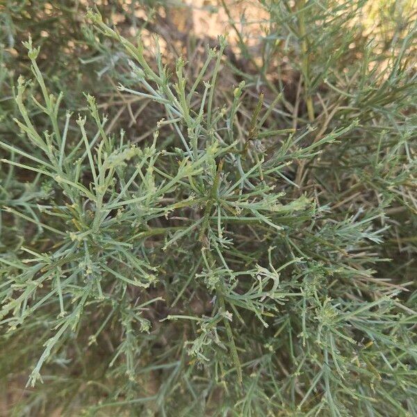 Genista acanthoclada (Genista acanthoclada)