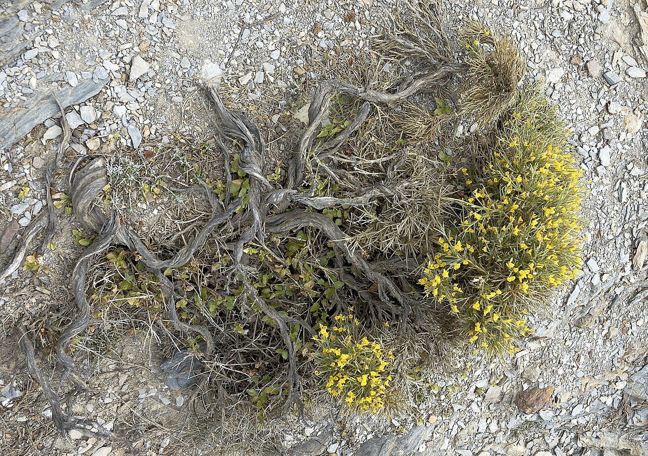 Genista acanthoclada: Genista acanthoclada (determined from book Wild Flowers of Crete ISBN 9608227771 ). Photo taken in Vai, Crete Camera location 35° 15′ 10.9″ N, 26° 15′ 56.7″ E V
