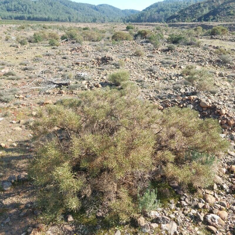 Genista acanthoclada (Genista acanthoclada)
