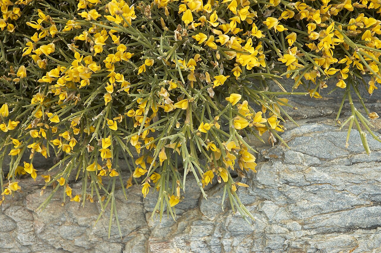 Genista acanthoclada: Genista acanthoclada (determined from book Wild Flowers of Crete ISBN 9608227771 ). Photo taken in Vai, Crete