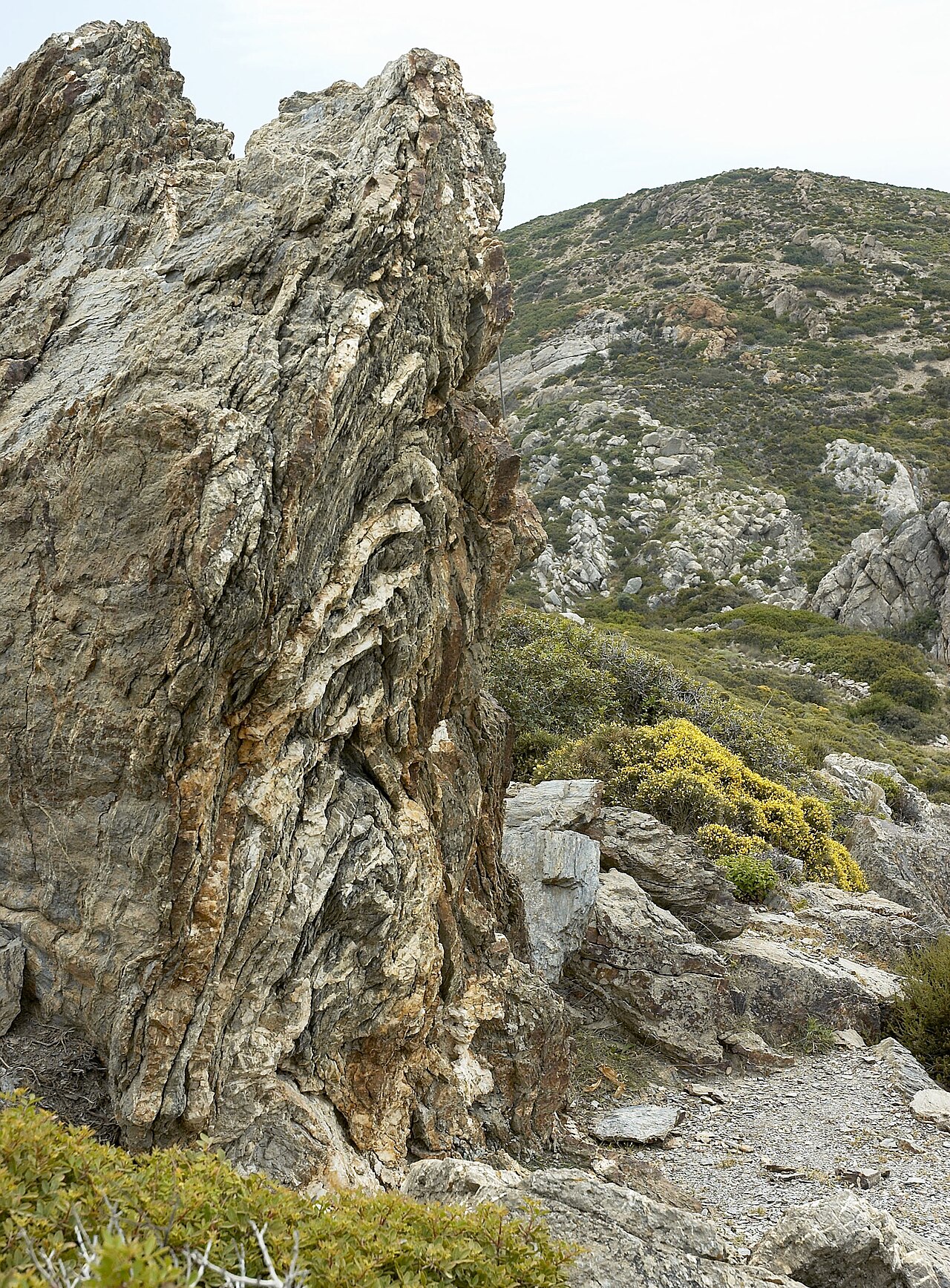 Genista acanthoclada: Genista acanthoclada (determined from book Wild Flowers of Crete ISBN 9608227771 ). Photo taken in Vai, Crete Camera location 35° 15′ 10.9″ N, 26° 15′ 56.7″ E V