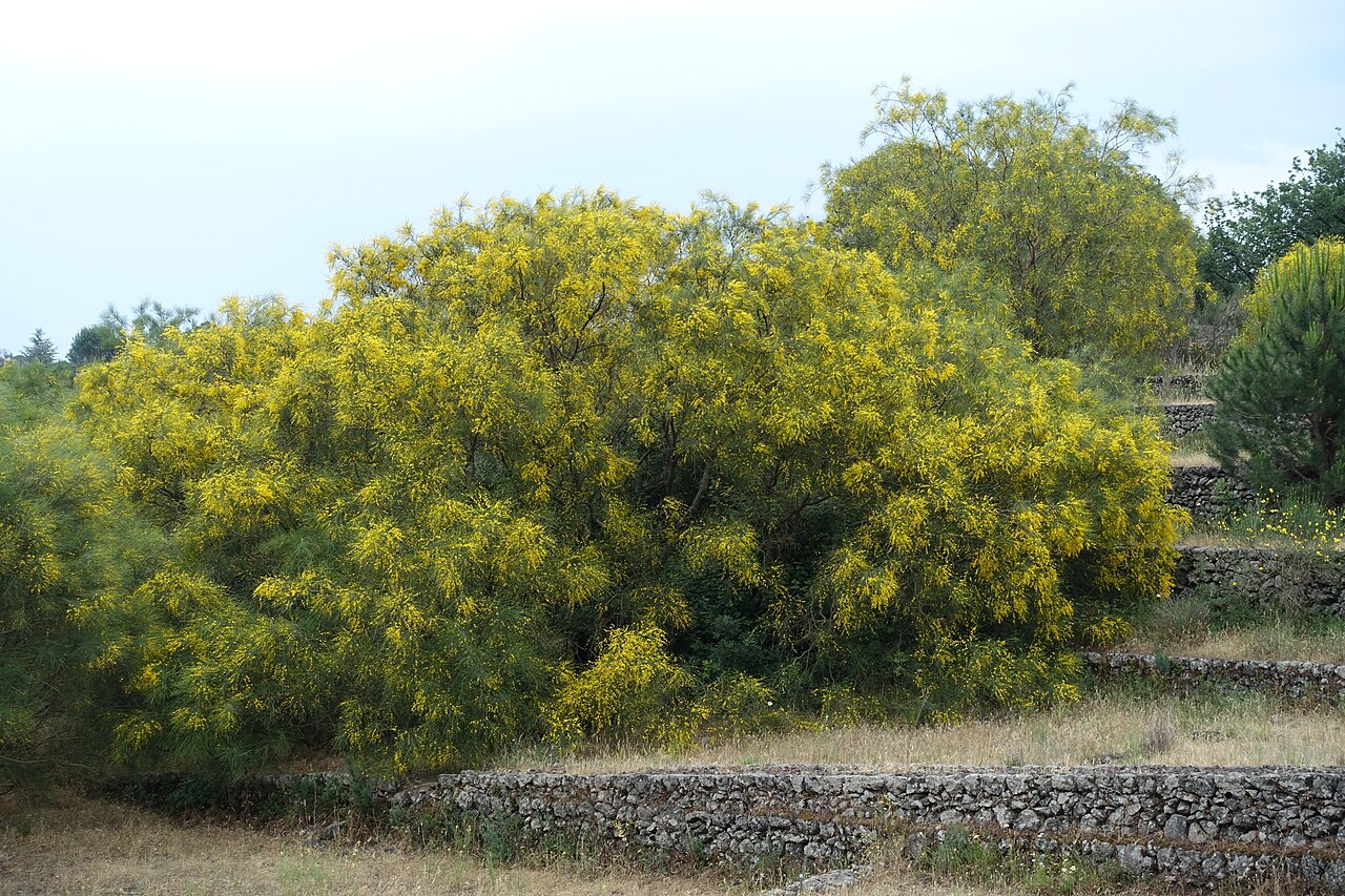 Mt. Etna broom: Genista aetnensis poussant sur d'anciennes terrasses au dessus de Nicolosi, sur les pentes de l'Etna