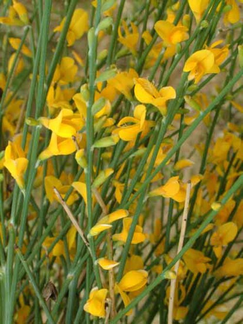 Mt. Etna broom: Genista aetnensis (Biv.) DC.