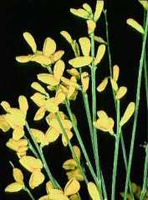 Mt. Etna broom: Sicilian botanical endemisms Genista aetnensis