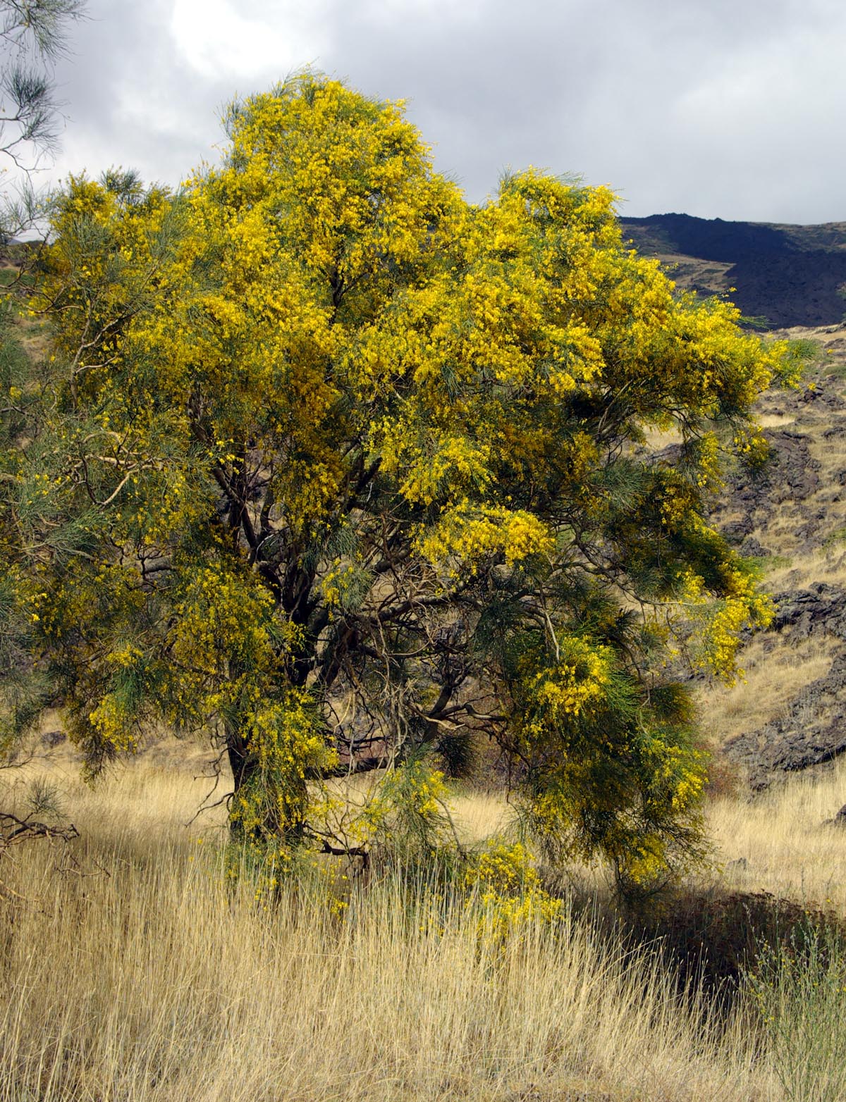 Mt. Etna broom: Etna broom tree growing on Mount Etna
