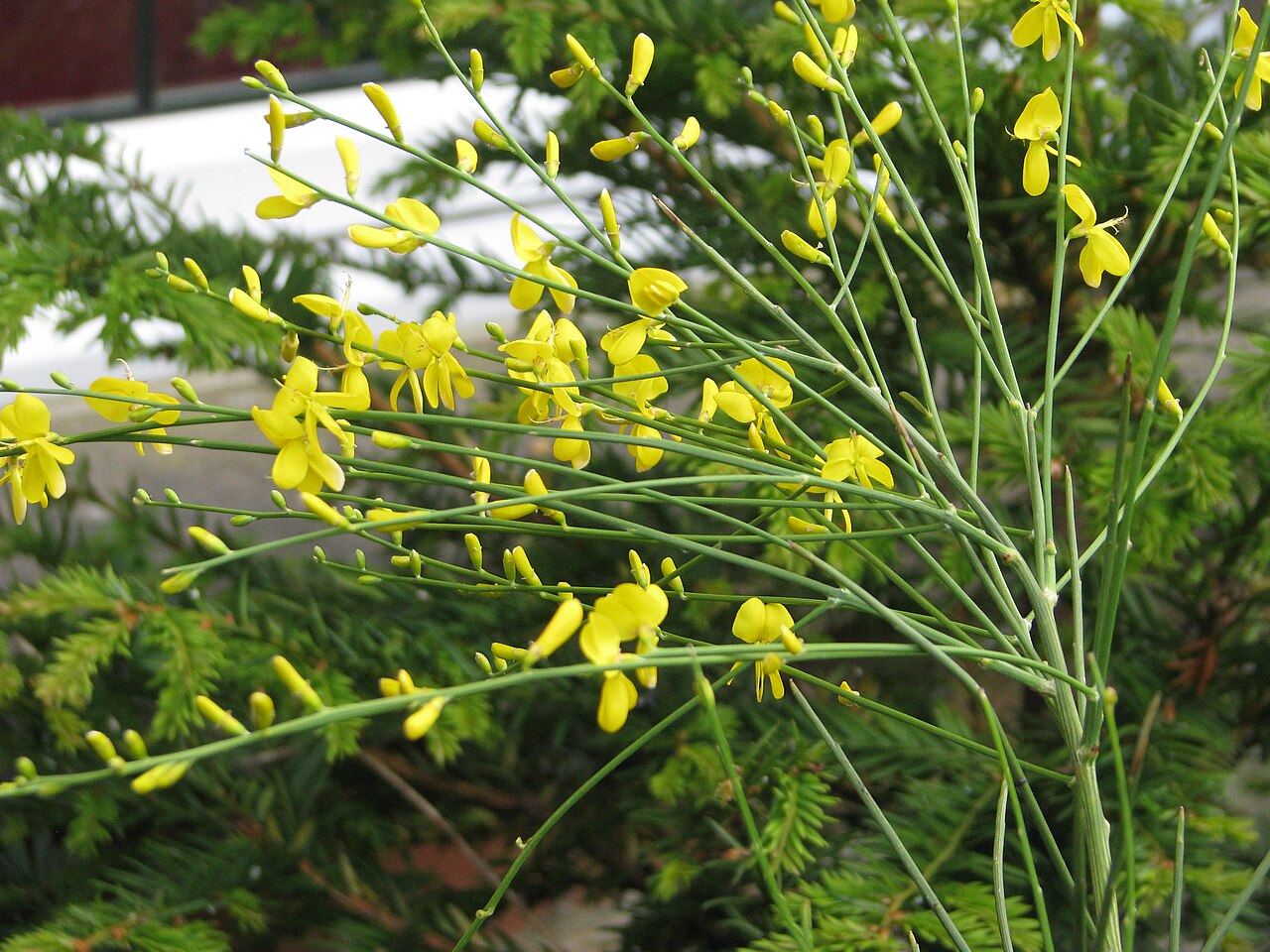 Mt. Etna broom: Genista aetnensis