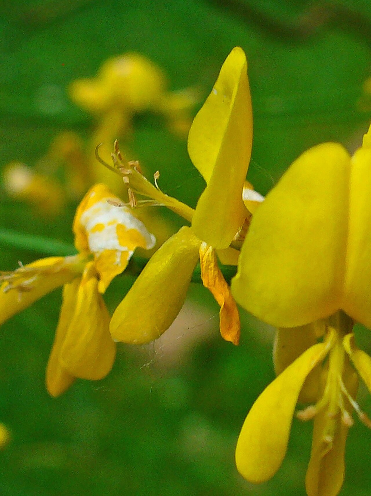Mt. Etna broom: Genista aetnensis , Fabaceae, Mount Etna Broom, flower; Botanical Garden KIT, Karlsruhe, Germany.