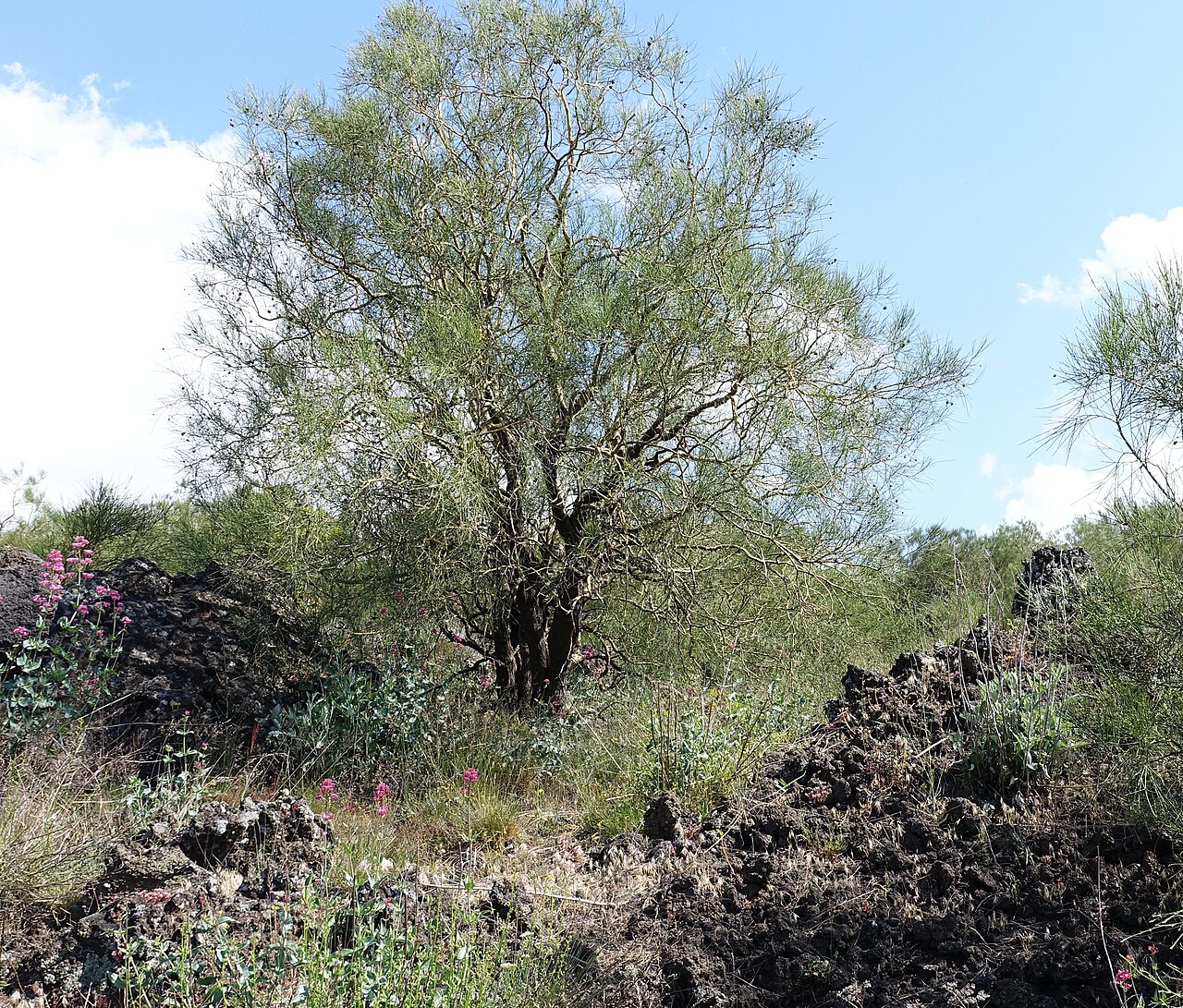 Mt. Etna broom: Genista aetnensis, sur les pentes de l'Etna, juin 2015