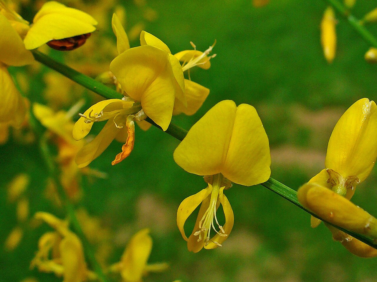 Mt. Etna broom: Genista aetnensis , Fabaceae, Mount Etna Broom, flowers; Botanical Garden KIT, Karlsruhe, Germany.
