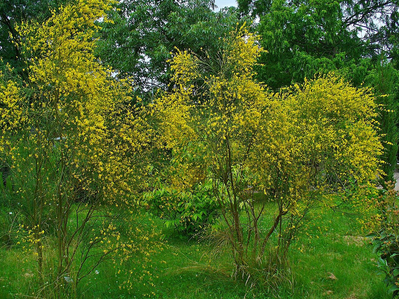 Mt. Etna broom: Genista aetnensis , Fabaceae, Mount Etna Broom, habitus; Botanical Garden KIT, Karlsruhe, Germany.