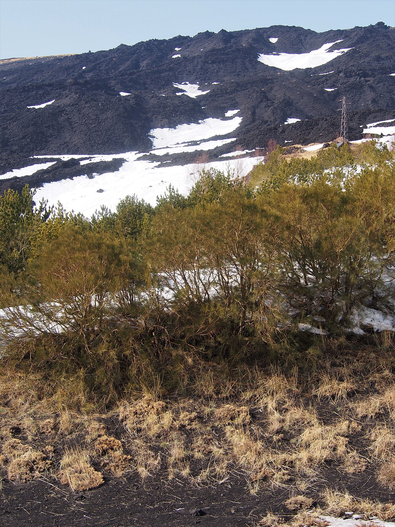 Mt. Etna broom: Mt. Etna broom ( Genista aetnensis ) growing on Etna, Sicily, Italy.